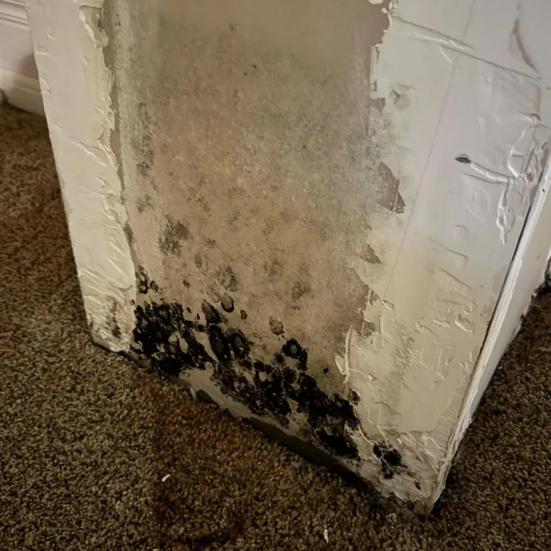 Professional Mold Removal in Passaic, NJ